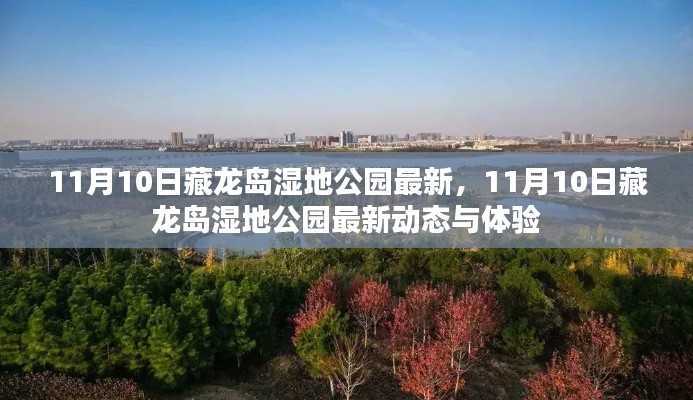 11月10日藏龙岛湿地公园的最新动态与独特体验