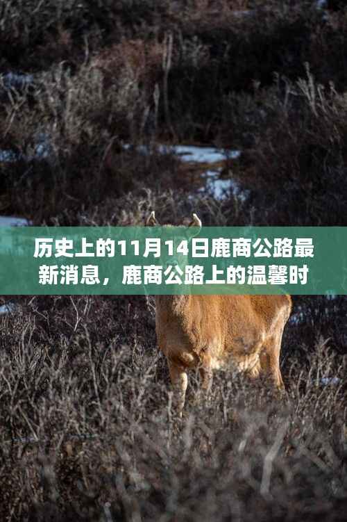 鹿商公路上的温馨时光，友谊、爱与陪伴的故事，最新消息揭秘历史11月14日进展。