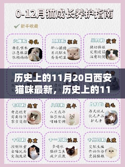 历史上的11月20日西安猫咪,新手养育指南与最新资讯