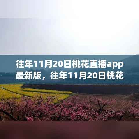 往年11月20日桃花直播app最新版解析及深度探讨