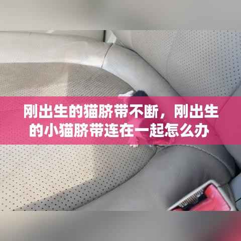 刚出生的猫脐带不断，刚出生的小猫脐带连在一起怎么办 