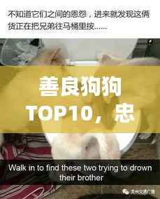 善良狗狗TOP10,忠诚与善良完美诠释的感动瞬间!